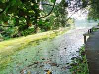 Discover MacRitchie Reservoir: Singapore’s Secret Nature Gem