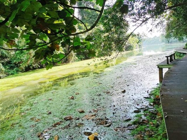 Discover MacRitchie Reservoir: Singapore’s Secret Nature Gem