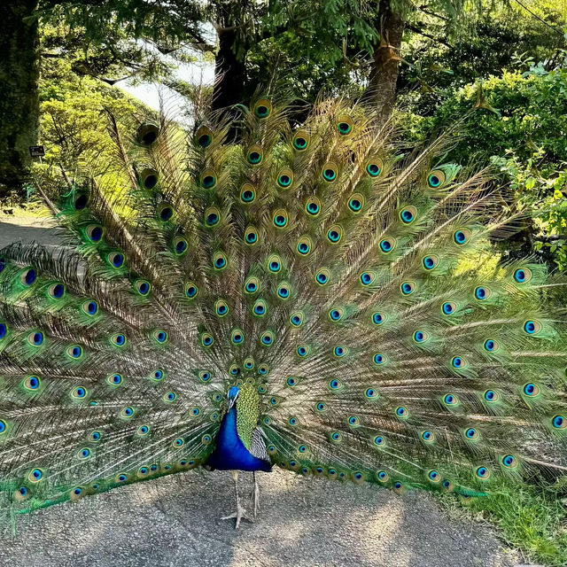 和歌山城公園動物園：親近自然的樂趣🦁🏰🌳