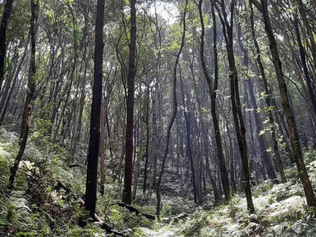 「尼泊爾加德滿都國家森林公園：綠意盎然的森林徒步勝地，門票價格五百盧比」