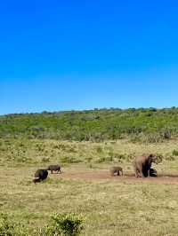 Grasslands at Addo Elephant Park, South Africa 🐘