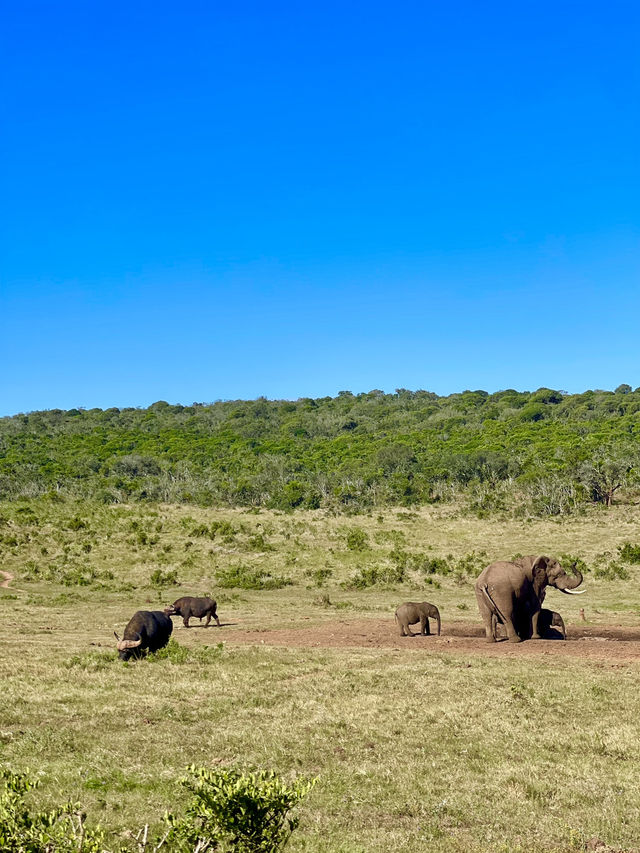 Grasslands at Addo Elephant Park, South Africa 🐘