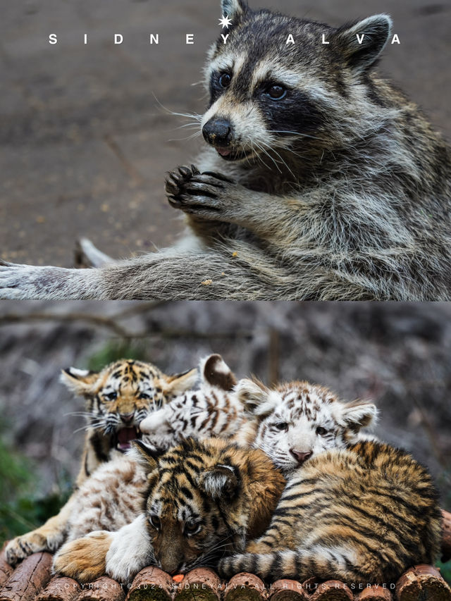 到動物園去班味，拯救不開心🦝🦒🦓🐅🦧