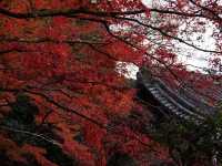 【山科の隠れた名所】毘沙門堂で心を癒そう！🍁