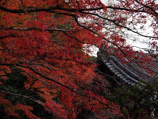 【山科の隠れた名所】毘沙門堂で心を癒そう！🍁