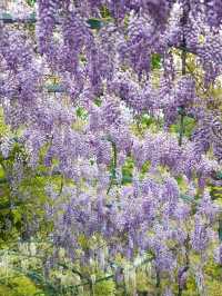 The garden of morning calm is beautiful all year around