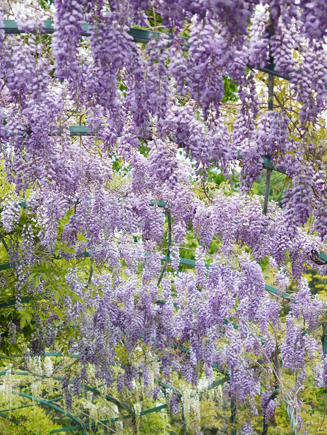 The garden of morning calm is beautiful all year around