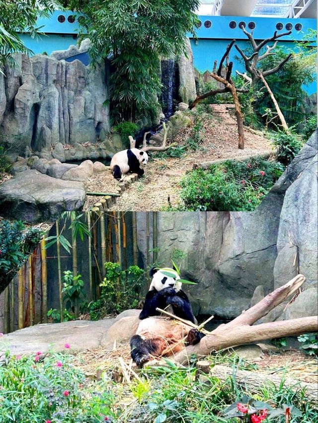 Must-See Giant Pandas at River Wonders Singapore