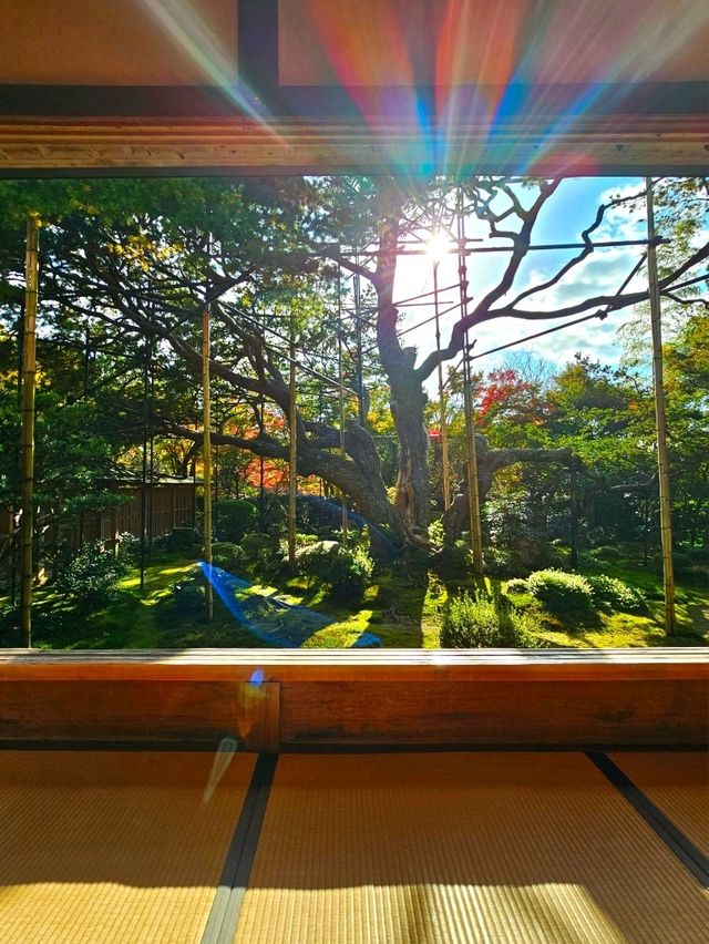 【京都/紅葉スポット】樹齢700年！１度はみたい、神秘的な五葉松🍁
