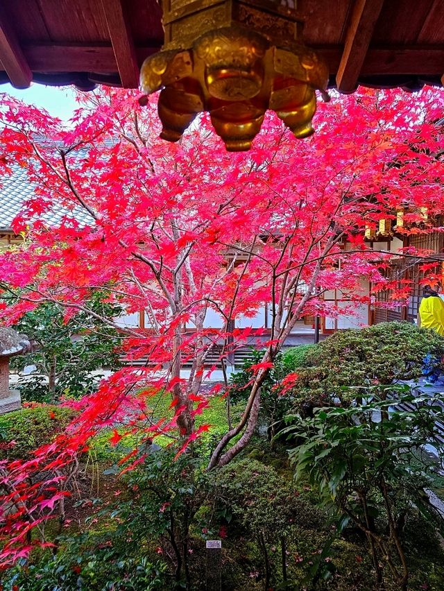 【京都/紅葉スポット】実は花手水が美しい💕めちゃくちゃ人気の人混み必須なお寺🧘‍♀️🍂