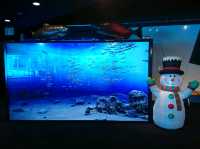 【サケのふるさと 千歳水族館:北海道千歳市】鮭などの淡水魚を見れる珍しい水族館🐧