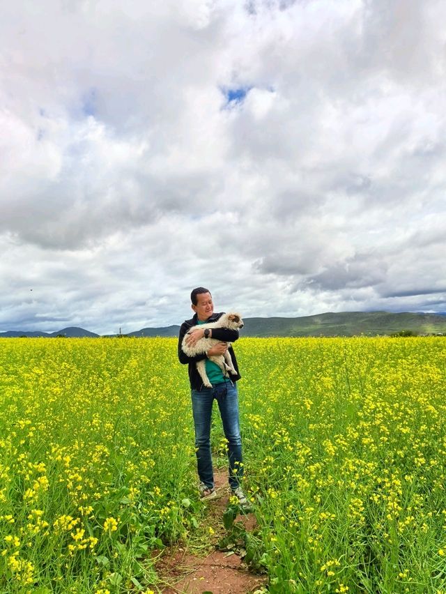 Living in My Dream of Canola Flower Field in Shangri-La