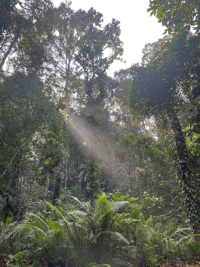 Escape to Nature: Sungai Congkak Recreational Forest