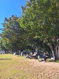【中之島公園:大阪市北区】薔薇が美しい綺麗な公園🥀