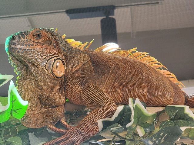 台場Animeal 近距離接觸各種超可愛動物