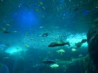 【神奈川🇯🇵】新江ノ島水族館🪼