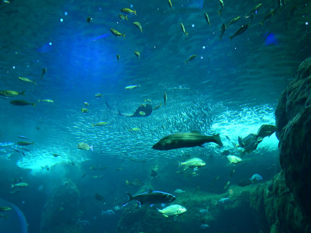 【神奈川🇯🇵】新江ノ島水族館🪼