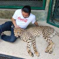 Tiger kingdom กับเหล่าแมวหางใหญ่ 🐯