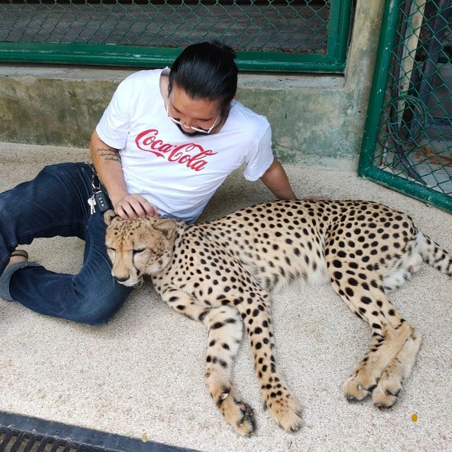 Tiger kingdom กับเหล่าแมวหางใหญ่ 🐯