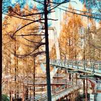 Jangtaesan Natural Recreation Forest – Stunning in Autumn 🍂