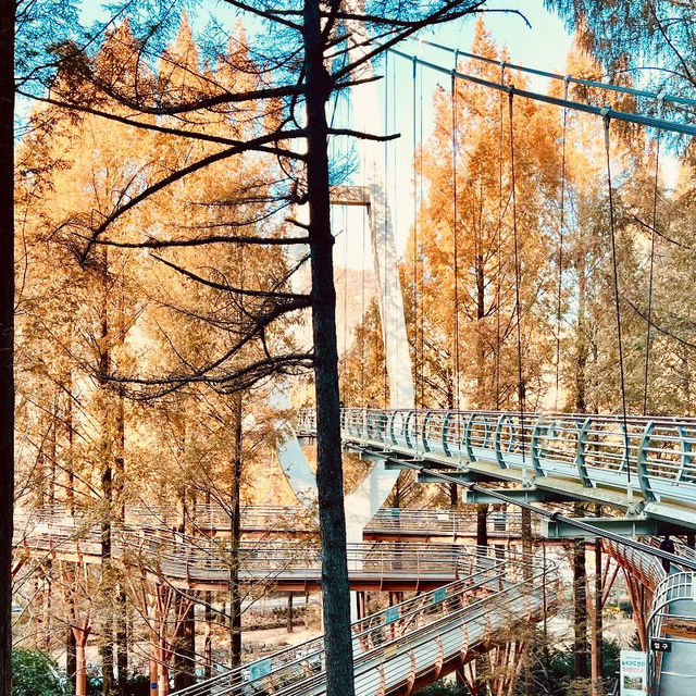 Jangtaesan Natural Recreation Forest – Stunning in Autumn 🍂