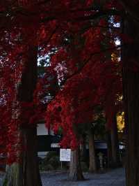 【長野】目が覚めるような真っ赤に染まる紅葉🍁信州のもみじ寺✨