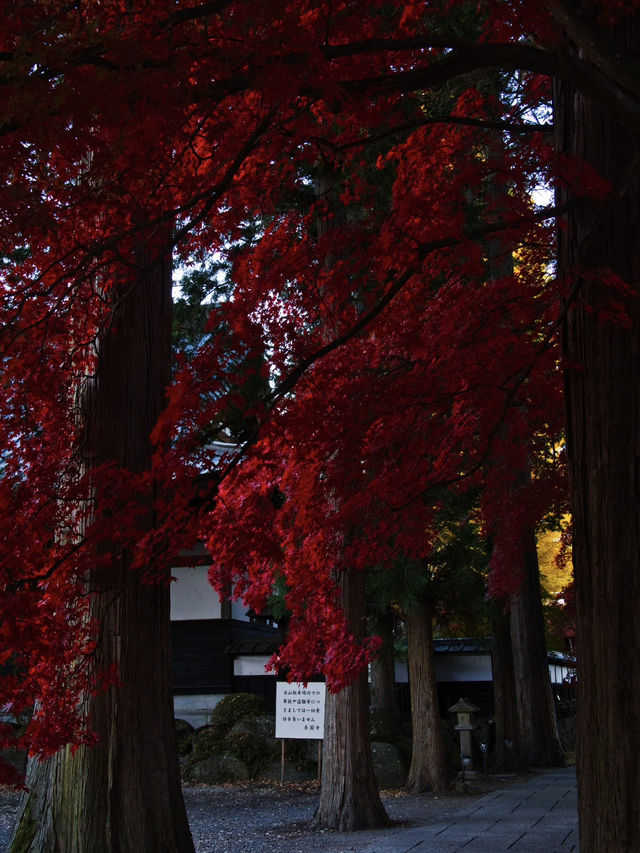 【長野】目が覚めるような真っ赤に染まる紅葉🍁信州のもみじ寺✨