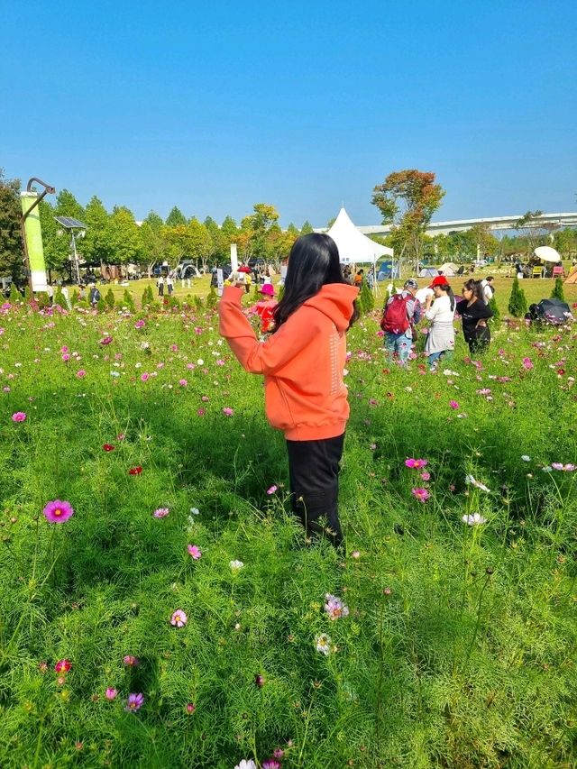 가을을 핑크빛으로 물들인 코스모스🌸🌸