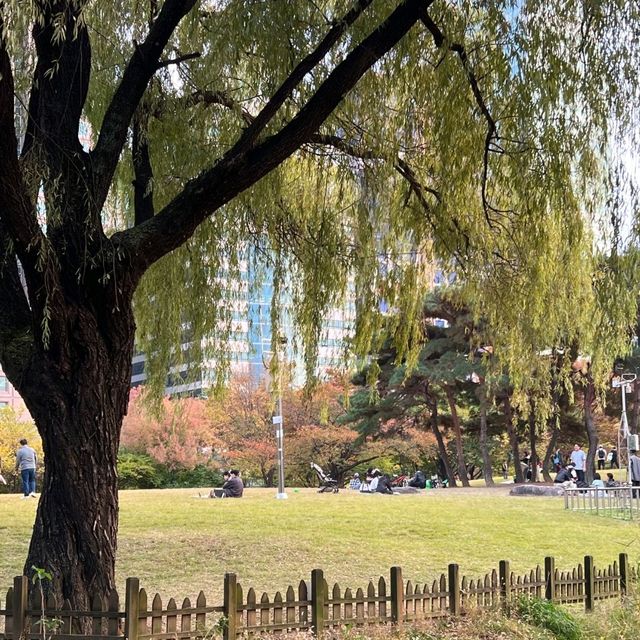 가을의 여의도공원 🍁🌼