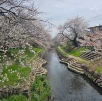 ไปดูซากุระ motoarakawa , saitama