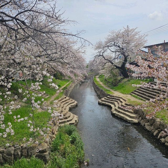 ไปดูซากุระ motoarakawa , saitama