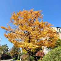 去首爾不能錯過的梨花女子大學銀杏林和紅葉美景