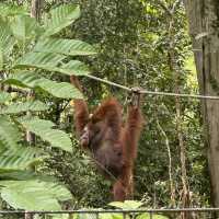 Spectacular Orang Utan 😍