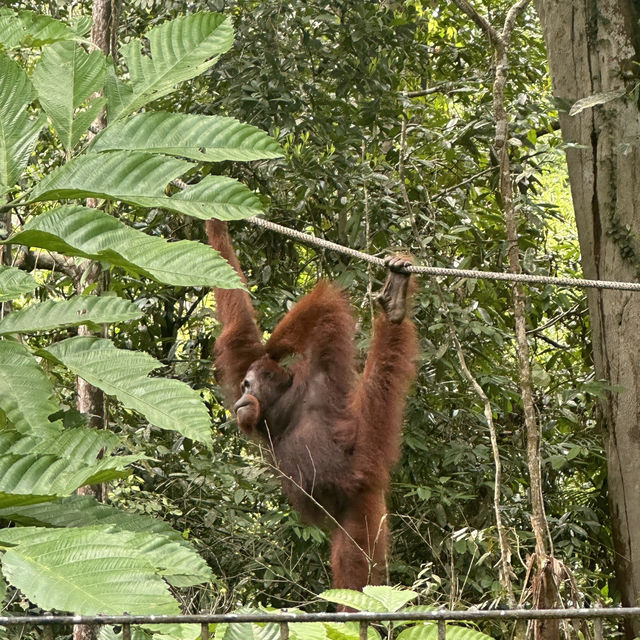 Spectacular Orang Utan 😍