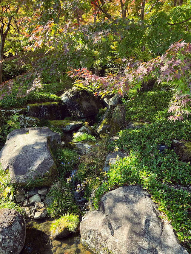 📍熱海　MOA美術館の日本庭園