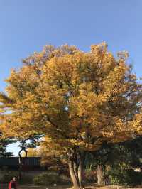 🇰🇷首爾紅葉 🍁市中心也有這麼漂亮的地方？🍂來這裡就夠！
