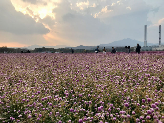 🇰🇷首爾近郊- 粉紅芒草和波波草💗🌳