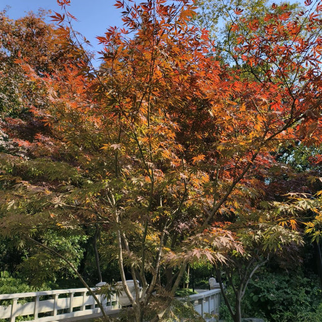 復興公園：城市中的綠洲與文化之心