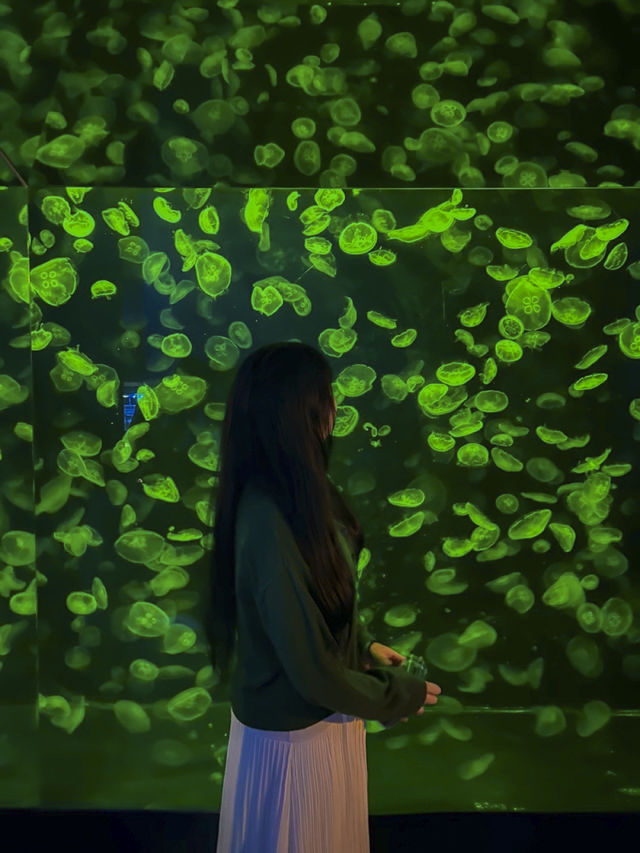 부산 겨울 실내데이트는 아쿠아리움에서 🐠