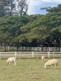 —— ฟาร์มโชคชัย ( 2024 ) ‼️🐄🐑🐎