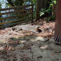 Hidden Gem in Singapore for nature lovers!!