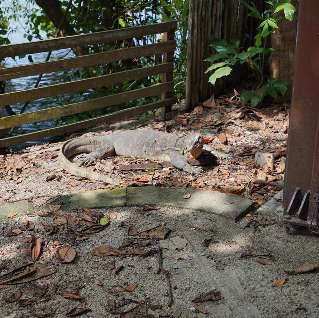 Hidden Gem in Singapore for nature lovers!!