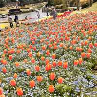 【淡路島】国営明石海峡公園のお花畑🌼
