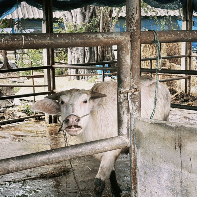 Buffalo Village หมู่บ้านอนุรักษ์ควายไทย