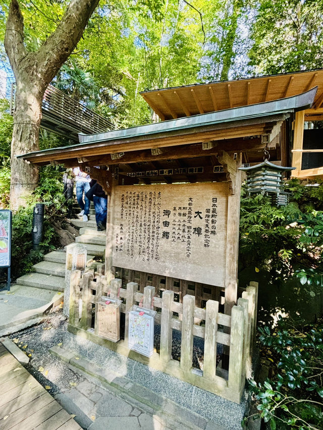 【日本伊東】來宮神社：日本能量景點，樹齡超過2000年的巨楠