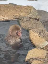 A Magical Encounter at Snow Monkey Park, Japan