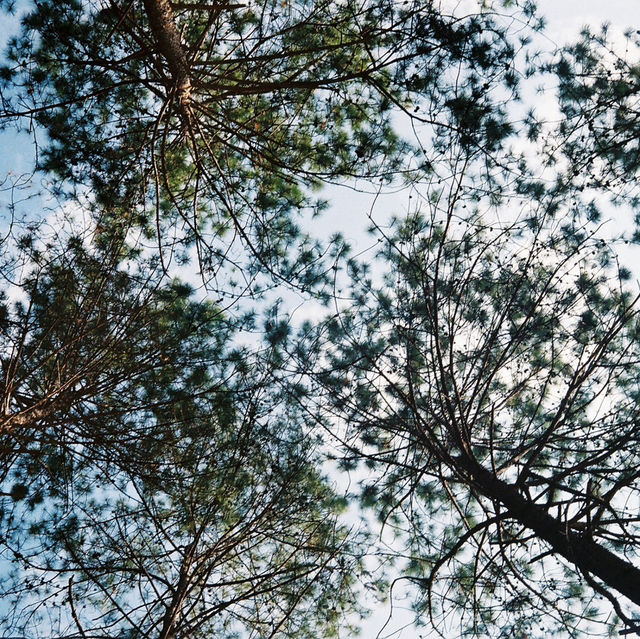 🏕️ เที่ยวอุทยานแห่งชาติปางอุ๋งแม่ฮ่องสอน