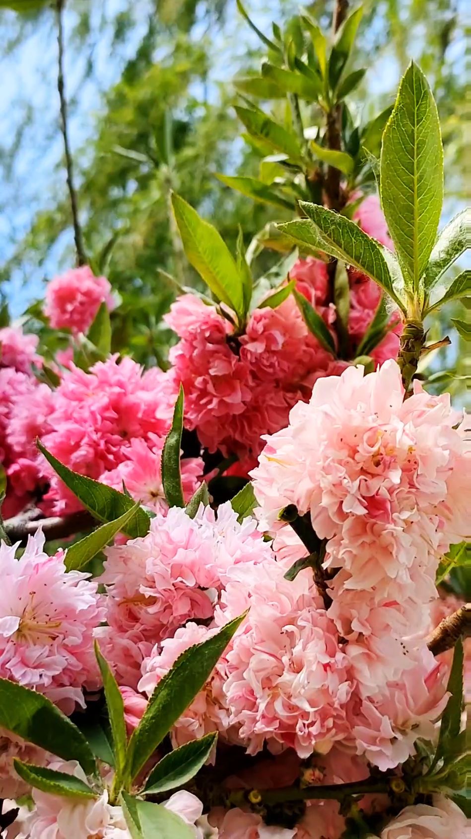 #chinatraveltips

Spring (March to April) is a great time to visit Beijing. The weather is mild, but it can still be windy and chilly, so pack a jacket and comfortable shoes. Visit famous spots like the Great Wall, Forbidden City, Gubei Water Town, and Temple of Heaven when flowers start blooming. Don’t miss parks like Jingshan and Beihai for spring blossoms. Going to parks will give you wonderful experience, since parks in Beijing mostly are free entry (or the tix can be super cheap) and you can find the friendliness of locals.

Try local spring dishes like spring pancakes. Avoid public holidays like Qingming Festival, as attractions can be crowded. Book hotels and tickets early for better prices and convenience. Enjoy Beijing’s spring charm!

