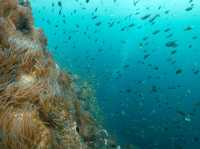 Curious about scuba diving? Go to Koh Tao🏝️🇹🇭