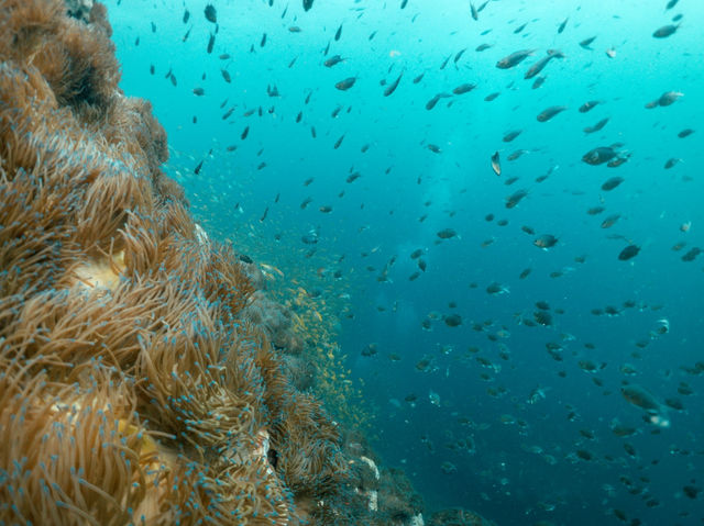 Curious about scuba diving? Go to Koh Tao🏝️🇹🇭